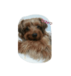 犬猫 スタンプ（個別スタンプ：14）