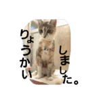 犬猫 スタンプ（個別スタンプ：15）