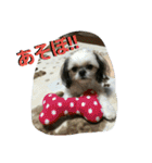 犬猫 スタンプ（個別スタンプ：17）