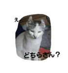 犬猫 スタンプ（個別スタンプ：18）