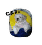 犬猫 スタンプ（個別スタンプ：19）