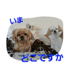 犬猫 スタンプ（個別スタンプ：20）
