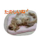 犬猫 スタンプ（個別スタンプ：22）