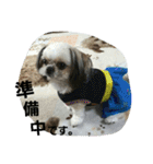 犬猫 スタンプ（個別スタンプ：23）