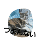 犬猫 スタンプ（個別スタンプ：24）