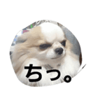 まろすた。（個別スタンプ：3）