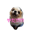 まろすた。（個別スタンプ：4）
