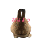 ぱらちゃん（個別スタンプ：6）