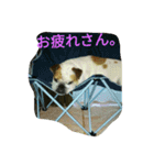 ブルドックの房子さん♪（個別スタンプ：8）