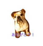 ブルドックの房子さん♪（個別スタンプ：9）