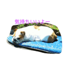 ブルドックの房子さん♪（個別スタンプ：14）
