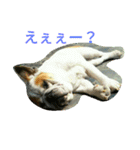 ブルドックの房子さん♪（個別スタンプ：19）