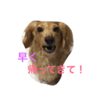犬と日常こらぼ（個別スタンプ：5）