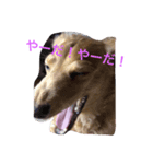 犬と日常こらぼ（個別スタンプ：6）