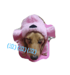 犬と日常こらぼ（個別スタンプ：8）