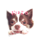I am Milchan（個別スタンプ：1）