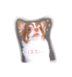 I am Milchan（個別スタンプ：6）
