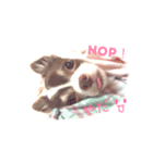 I am Milchan（個別スタンプ：11）