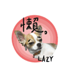 QQ lemon dog（個別スタンプ：6）