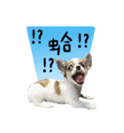 QQ lemon dog（個別スタンプ：8）