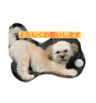 むぎくんスタンプ2（個別スタンプ：4）