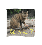 コタロースタンプ2（個別スタンプ：4）