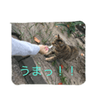 コタロースタンプ2（個別スタンプ：5）
