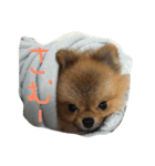 ざらめ氏（個別スタンプ：1）