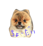 ざらめ氏（個別スタンプ：8）