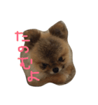 ざらめ氏（個別スタンプ：9）