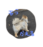 ざらめ氏（個別スタンプ：10）