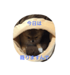 ざらめ氏（個別スタンプ：14）