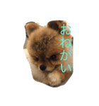 ざらめ氏（個別スタンプ：16）