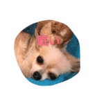 Chihuahuamm（個別スタンプ：1）