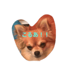 Chihuahuamm（個別スタンプ：2）