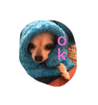 Chihuahuamm（個別スタンプ：3）