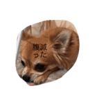 Chihuahuamm（個別スタンプ：4）