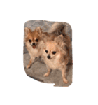 Chihuahuamm（個別スタンプ：5）