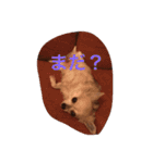 Chihuahuamm（個別スタンプ：6）
