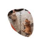 Chihuahuamm（個別スタンプ：7）
