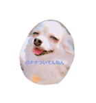 Chihuahuamm（個別スタンプ：8）