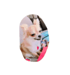 Chihuahuamm（個別スタンプ：9）
