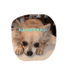 Chihuahuamm（個別スタンプ：12）