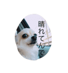 Chihuahuamm（個別スタンプ：14）