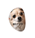Chihuahuamm（個別スタンプ：15）