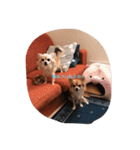 Chihuahuamm（個別スタンプ：16）