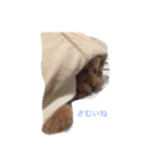 (ふく∪・ω・)すたんぷ（個別スタンプ：3）
