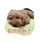 (ふく∪・ω・)すたんぷ（個別スタンプ：4）
