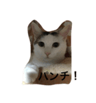 猫隊123（個別スタンプ：1）