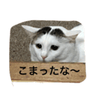 猫隊123（個別スタンプ：4）